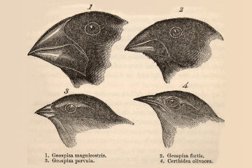 Darwin's own drawings of the Galapagos Finches*