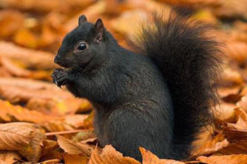 We were astonished to see this squirrel in the middle of Toronto*