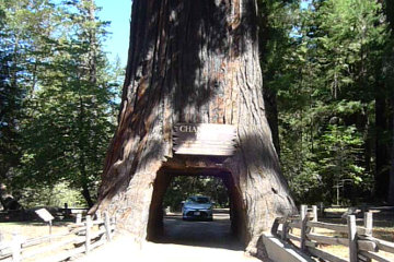 I carefully line up to drive through a Giant Sequoia*