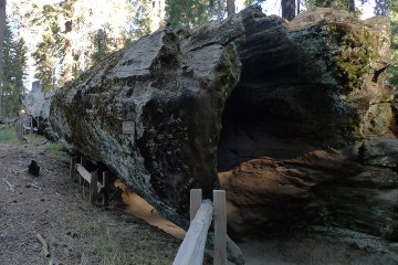 A hollow log you can walk through!*