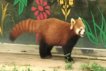 Given the choice, I'd choose a red panda any day!*
