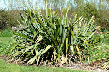 The raw material for Maori clothing*